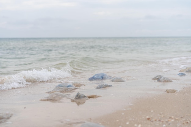 Many Dead Jellyfish On Sea Beach Shallow Water Cornerot and Aurelia jellyfish on the sandy shore and in the water. Azov Sea Ecological Catastrophe Global Warming