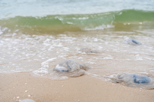 海のビーチの浅瀬のクラゲと砂浜と水中のミズクラゲの多くの死んだクラゲ。アゾフ海の生態学的災害地球温暖化