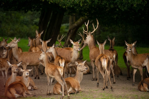 Many deer with antlers graze in the forest