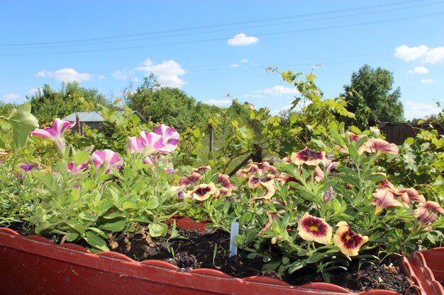 many different beautiful flowers on the balcony