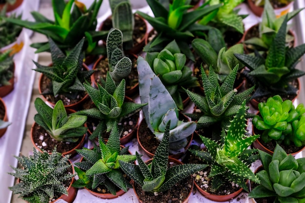 Many different cacti in flowerpots mix selling in flowers\
store, top view. garden center