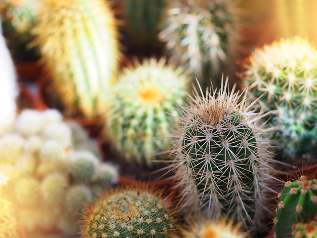 Many different little prickly cacti in pots on the window of a flower shop in sunlight. horishontal image with selective soft focus, close-up plants