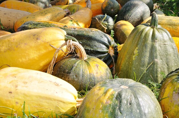 Many and different pumpkins on ground