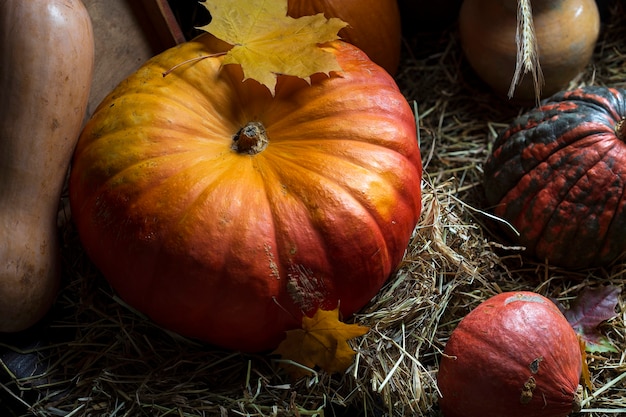 Many different pumpkins in the straw in dark light