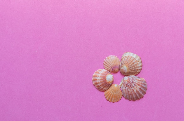 Many different sea shells on pink background. Empty place to display product packaging. Showcase mockup.