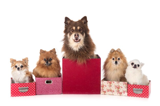 Many dogs in front of white background