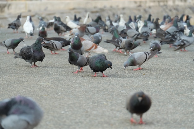 Many dove walking on the sidewalk.