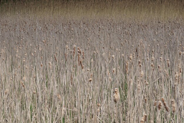 Many dried reeds horizontal photograph