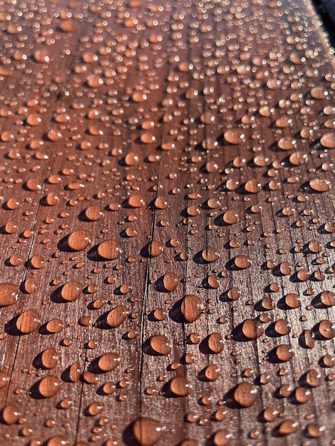 Many drops of water on a dark tree