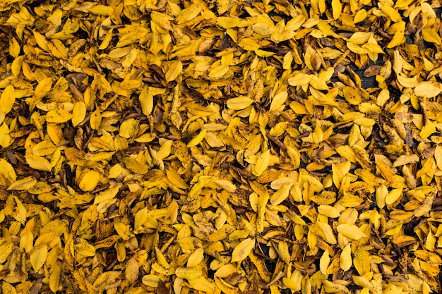 Many dry colorful autumnal leaves covering the ground