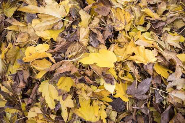 Many dry leaves in shades of yellow and brown on the ground