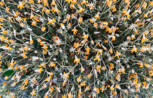 Многие сухие оранжевые цветы календулы травяной естественный фон копируют пространство Calendula officinalis