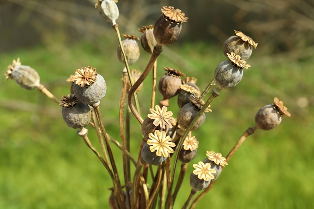 Many dry poppy heads outdoors closeup view