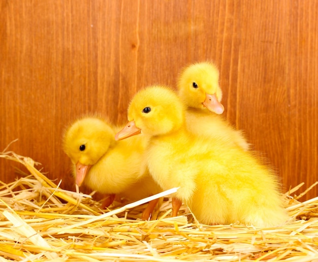 Many duckling on straw on wooden background