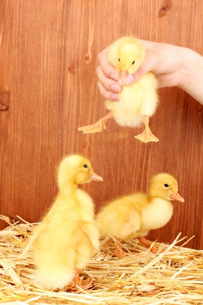 Many duckling on straw on wooden background