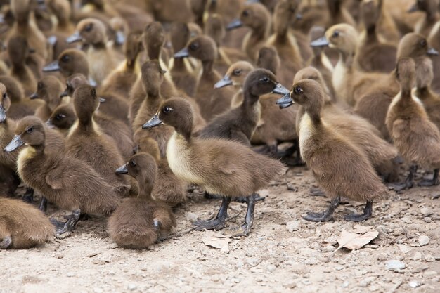 Many ducks are hungry.