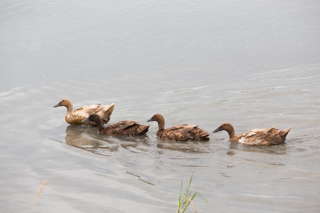 Many ducks are swimming.