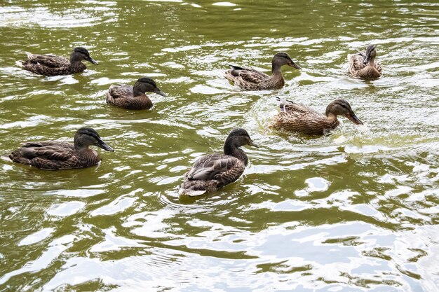 Many ducks swims in dirty green water on a river