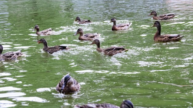 Многие утки плавают в грязной зеленой воде на реке