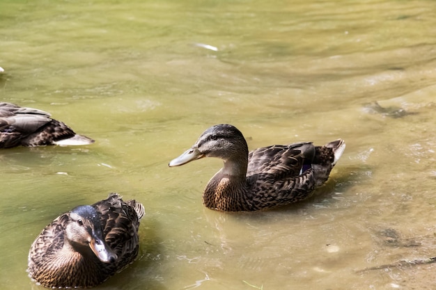 Многие утки плавают в грязной зеленой воде на реке