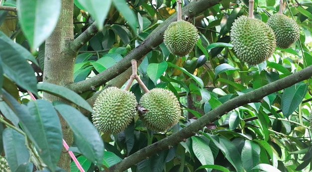 many durians