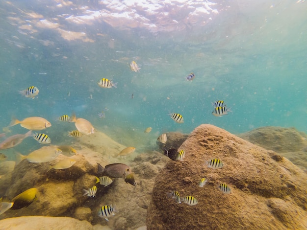 Many fish anemonsand sea creatures plants and corals under water near the seabed with sand and stones in blue and purple colors seascapes views sea life