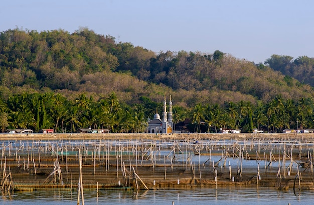 Many fish ponds in Rowo Jombor lake Klaten Indonesia with a mosque on background