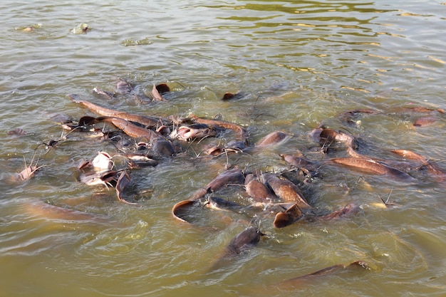 Many fish splashing in lake