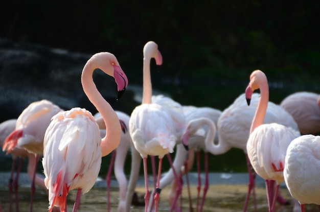 動物園の多くのフラミンゴ