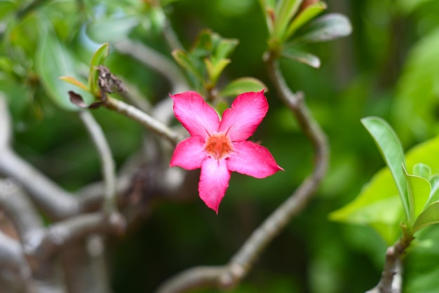 Adenium obesum의 많은 꽃이 닫힙니다.