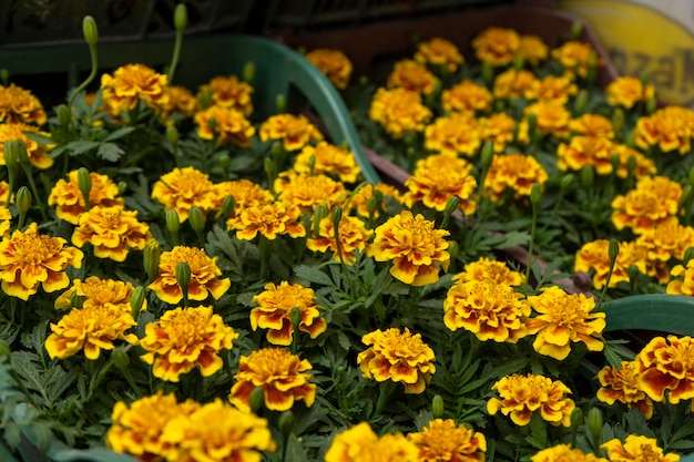 Many flowers in a basket