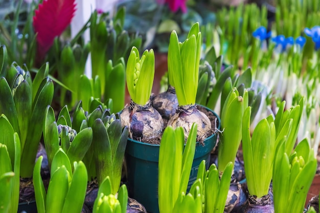 Многие цветы гиацинтов в горшках продаются в цветочном магазине. Выборочный фокус. Природа.