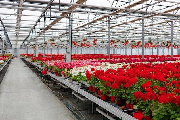 Many flowers in pots on racks in a greenhouse Floriculture industry business