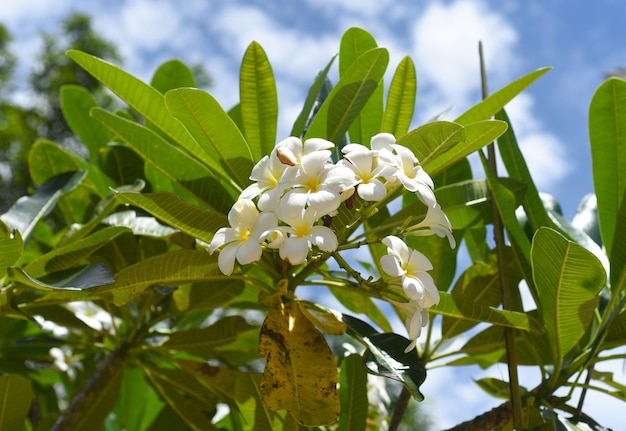 Foto molti fiori di plumeria bianca su sfondo blu cielo