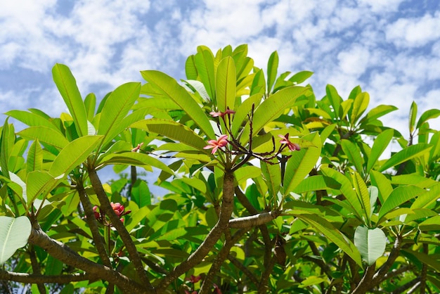 Many flowers of white plumeria rubra against green leaves background