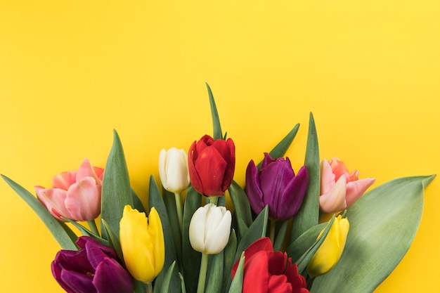 Many fresh colorful tulips against yellow background