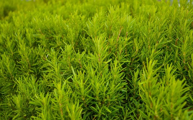 Many fresh sprigs of rosemary closeup filter