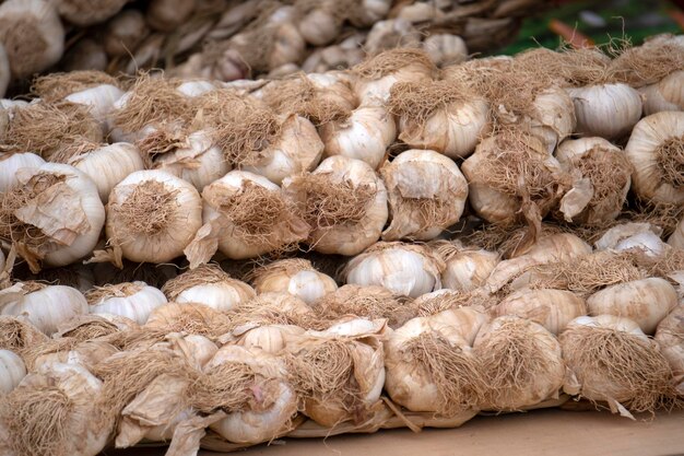 Many garlic heads at the market