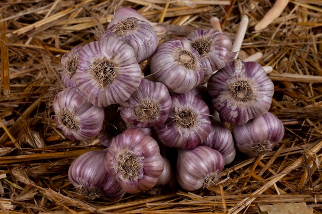 Many garlic that binds together into a bunch. On hay floor