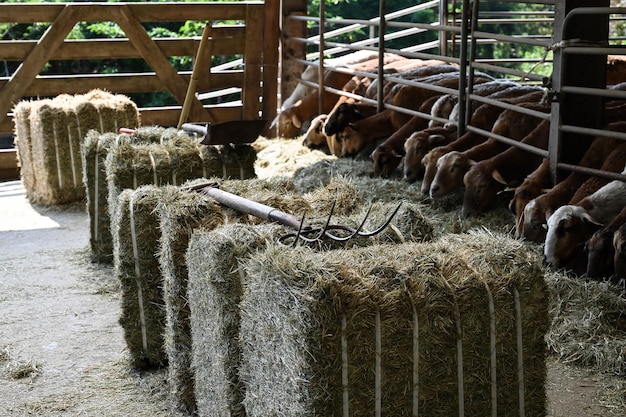 Photo many goat in the pasture