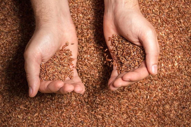 Many grains of brown rice in a farmer's hands
