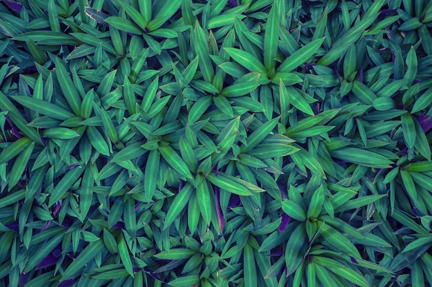 背景と壁紙のための多くの緑色のCobwebs leafs