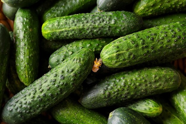 Many green fresh cucumbers as background