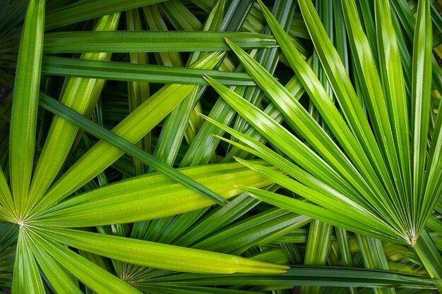 Many green leaves of a palm tree. Nature background