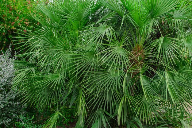 Многие зеленые листья тропической пальмы из семейства малых сабал. Естественный тропический фон.
