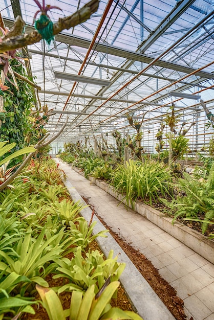 多くの緑の植物