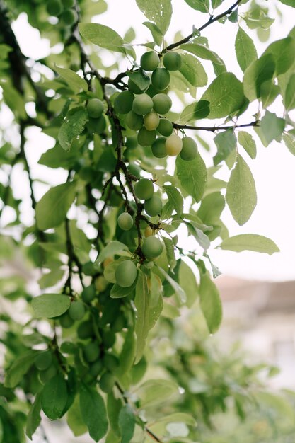 Many green unripe plums on a tree branch among the foliage.