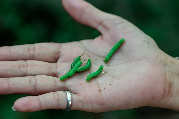 Many green worms on the hand