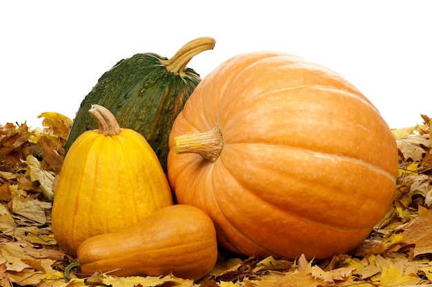 Many halloween pumpkins of different shapes and sizes surrounded by leaves on white background