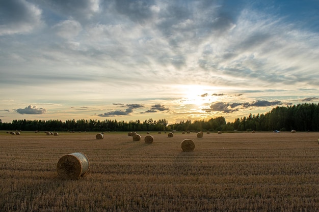 Many haystacks lie on the field